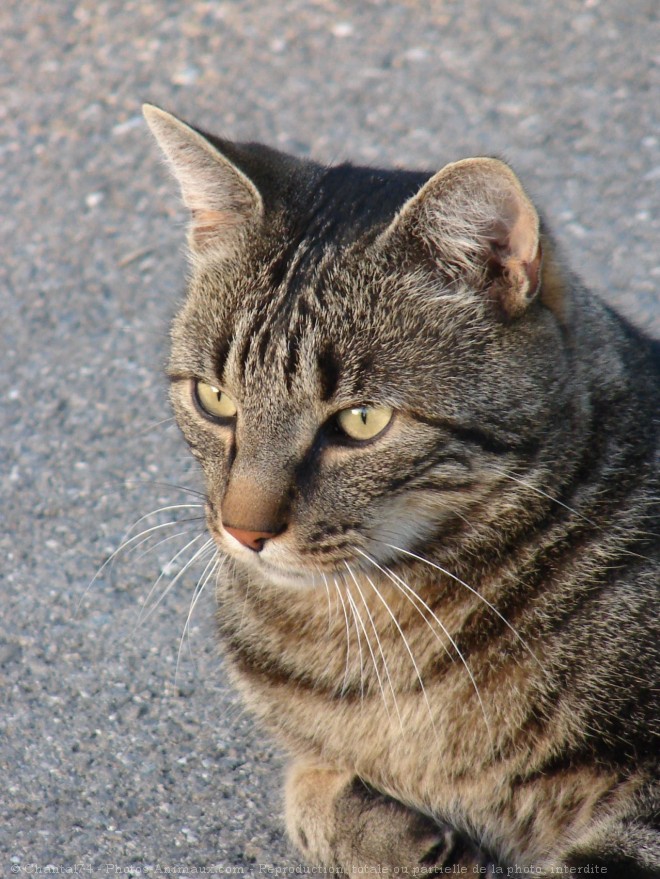 Photo de Chat domestique