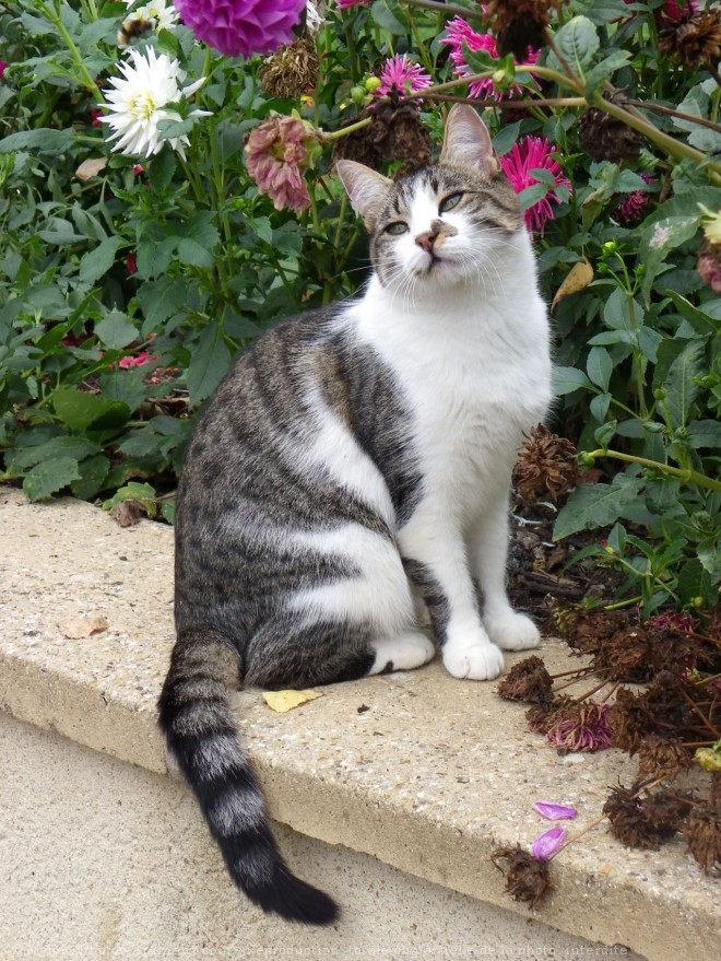 Photo de Chat domestique