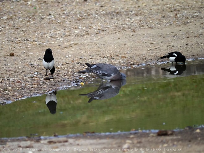 Photo de Races diffrentes