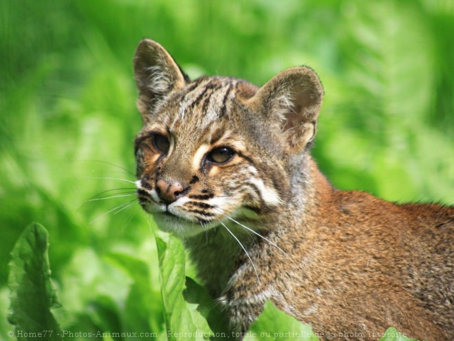 Photo de Chat de temminck