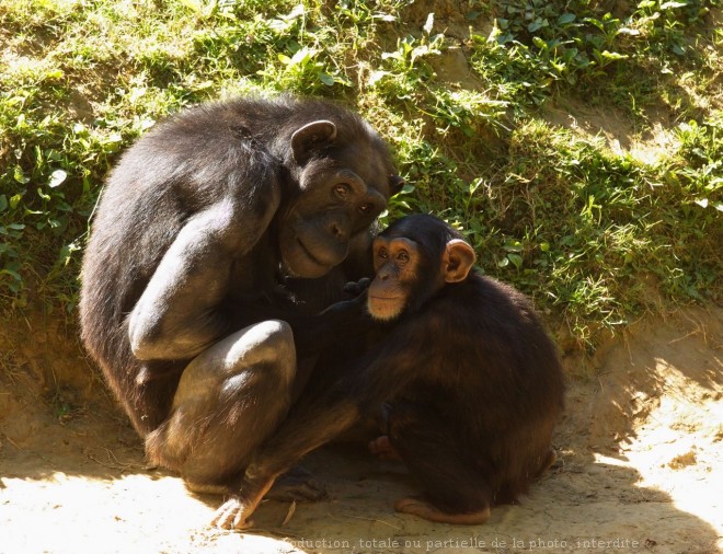 Photo de Singe - chimpanz