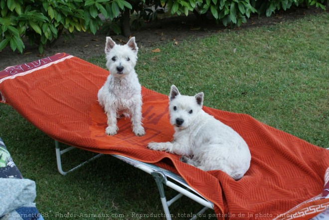 Photo de West highland white terrier