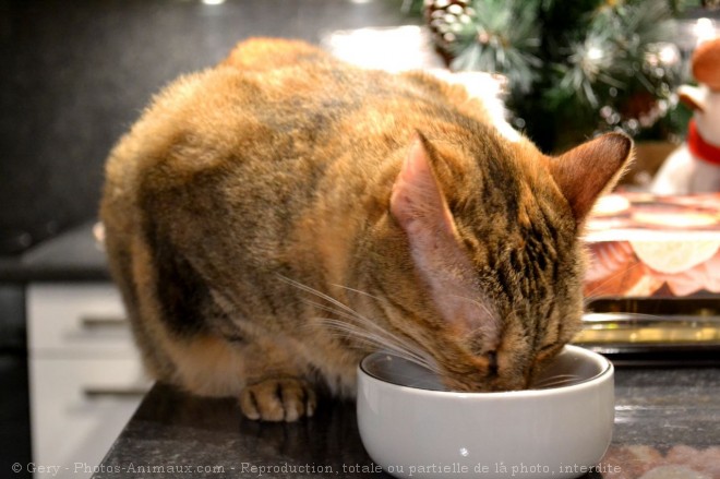 Photo de Chat domestique