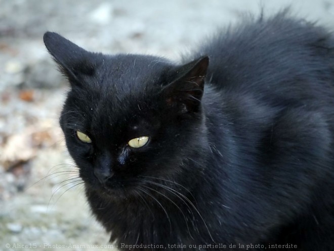 Photo de Chat domestique