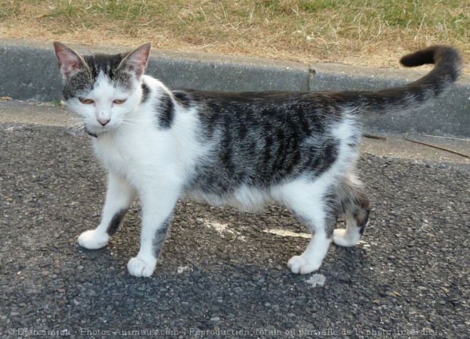 Photo de Chat domestique