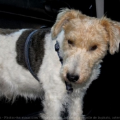 Photo de Fox terrier  poil dur