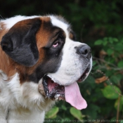 Photo de Saint-bernard poil long