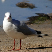 Photo de Mouette