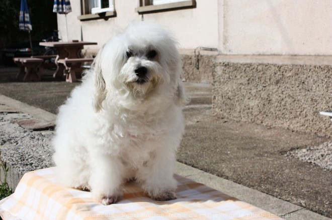 Photo de Coton de tulear