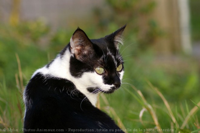 Photo de Chat domestique