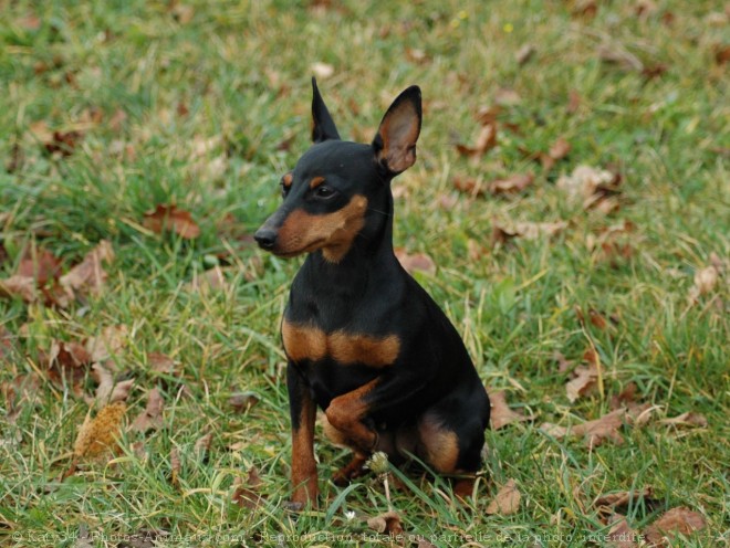 Photo de Pinscher nain