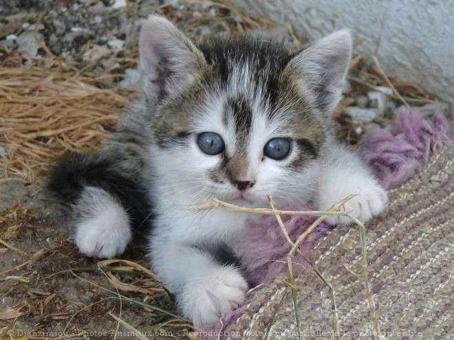 Photo de Chat domestique