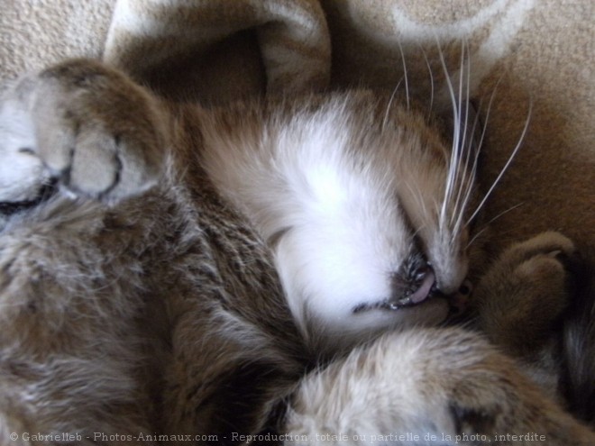 Photo de Chat domestique