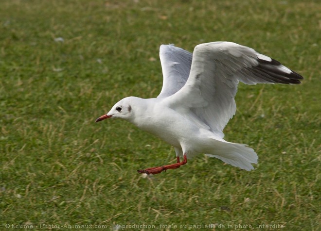 Photo de Mouette