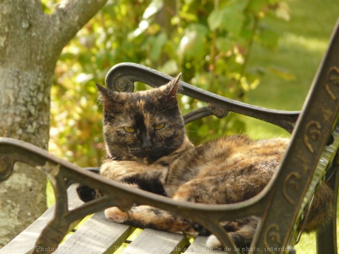 Photo de Chat domestique