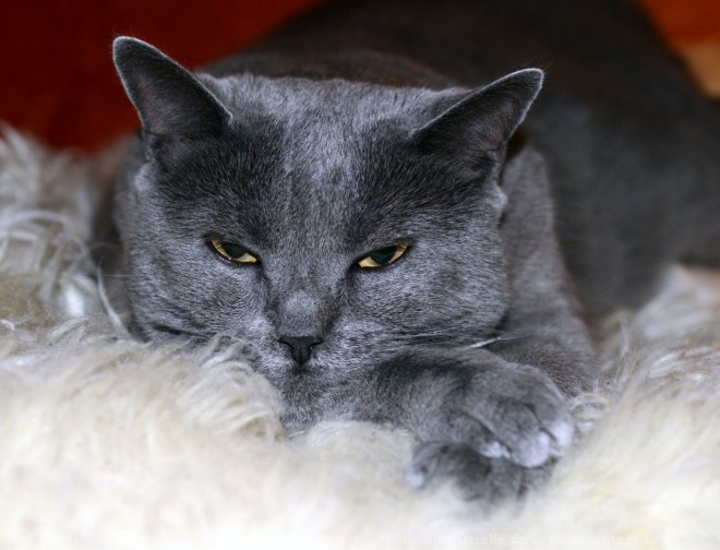 Photo de Chartreux