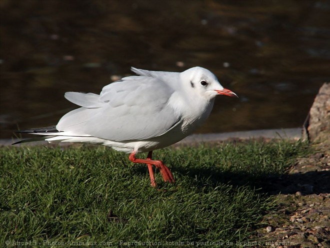 Photo de Mouette