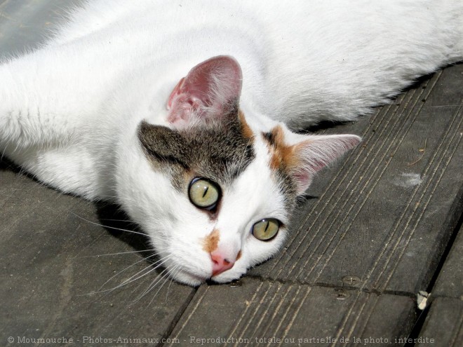 Photo de Chat domestique