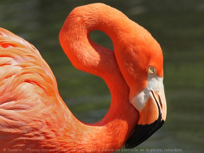 Photo de Flamand rose