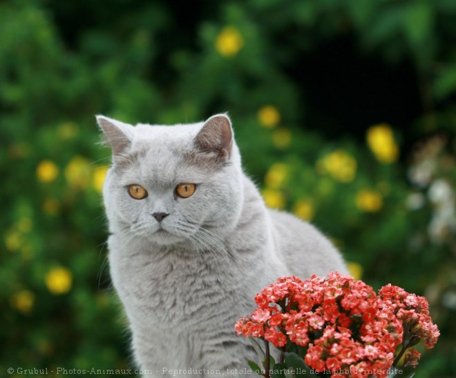 Photo de British shorthair