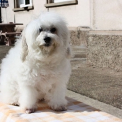 Photo de Coton de tulear