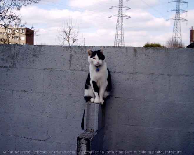 Photo de Chat domestique