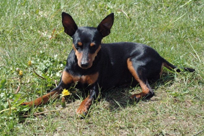 Photo de Pinscher nain