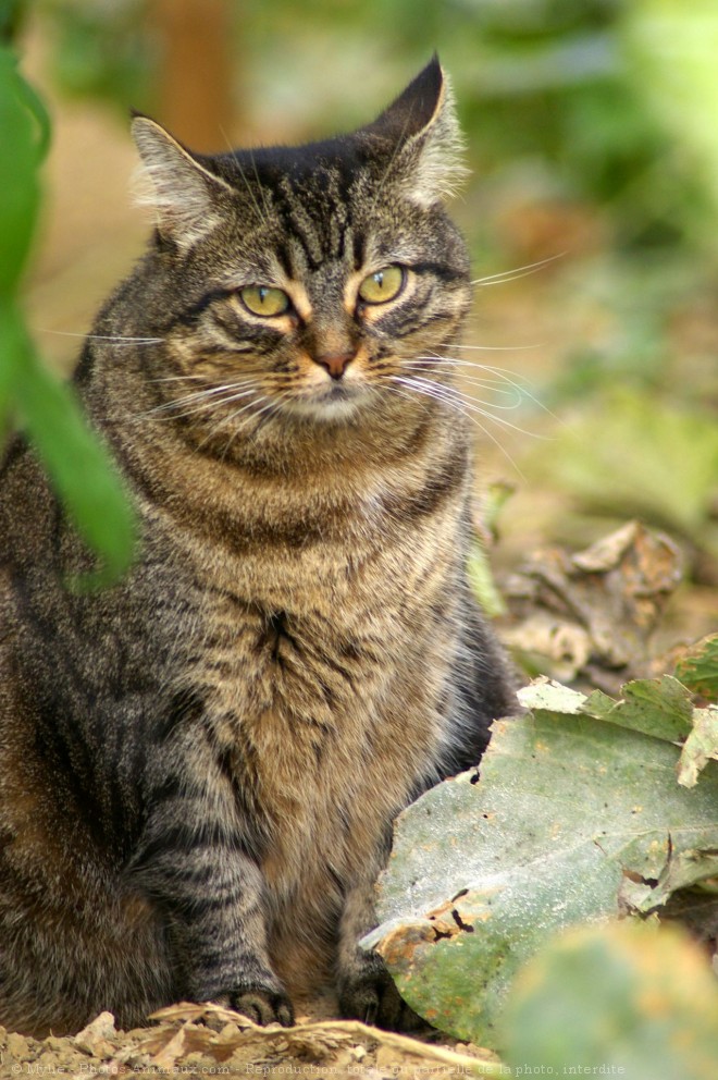 Photo de Chat domestique