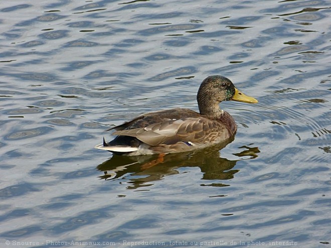 Photo de Canard colvert