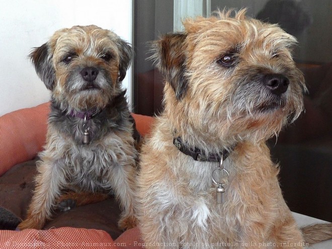 Photo de Border terrier