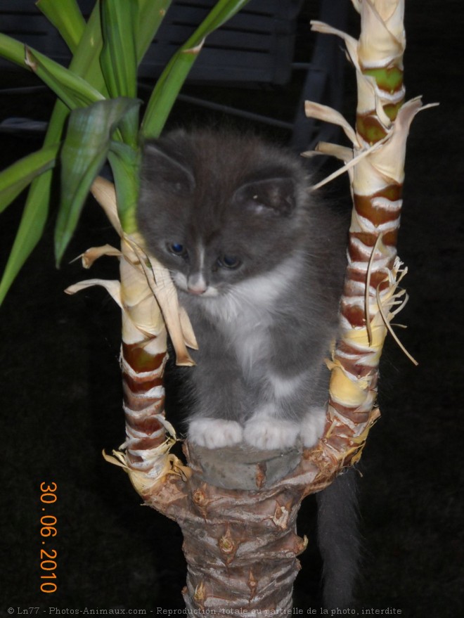 Photo de Chat domestique