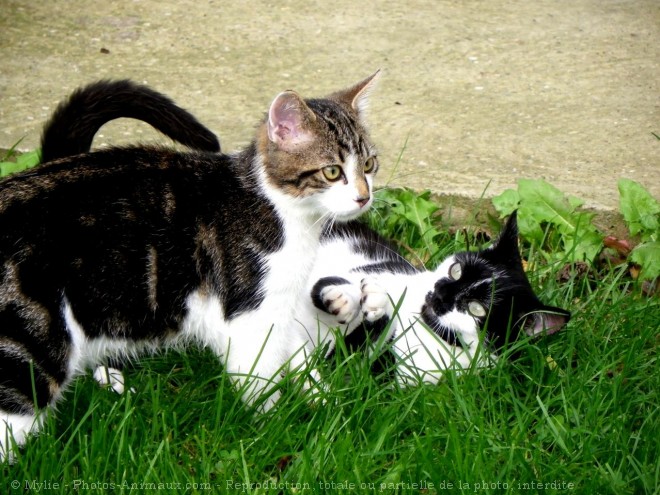 Photo de Chat domestique