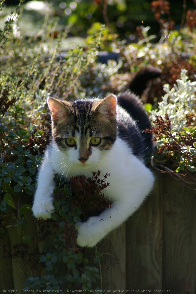 Photo de Chat domestique