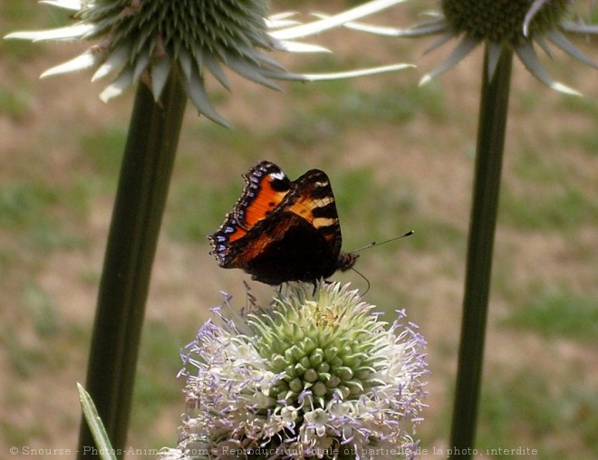 Photo de Papillon