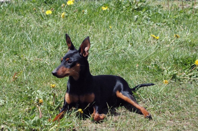 Photo de Pinscher nain