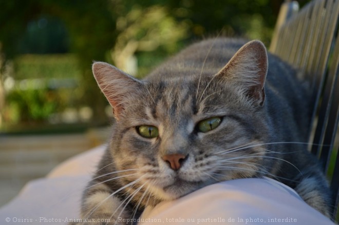 Photo de Chat domestique