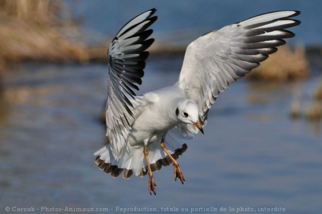 Photo de Mouette