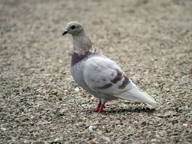 Photo de Pigeon