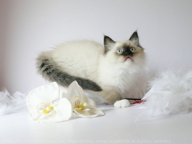 Photo de Ragdoll