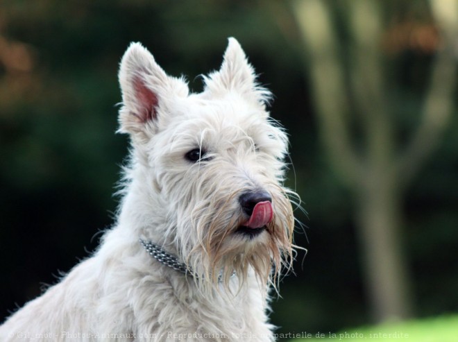 Photo de Scottish terrier