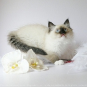 Photo de Ragdoll