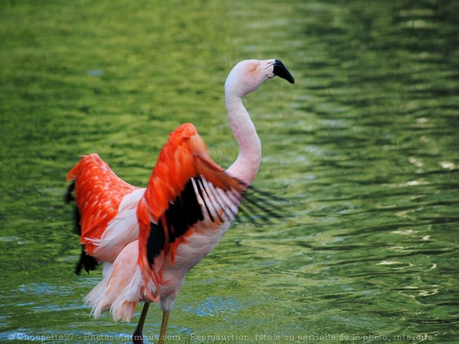 Photo de Flamand rose