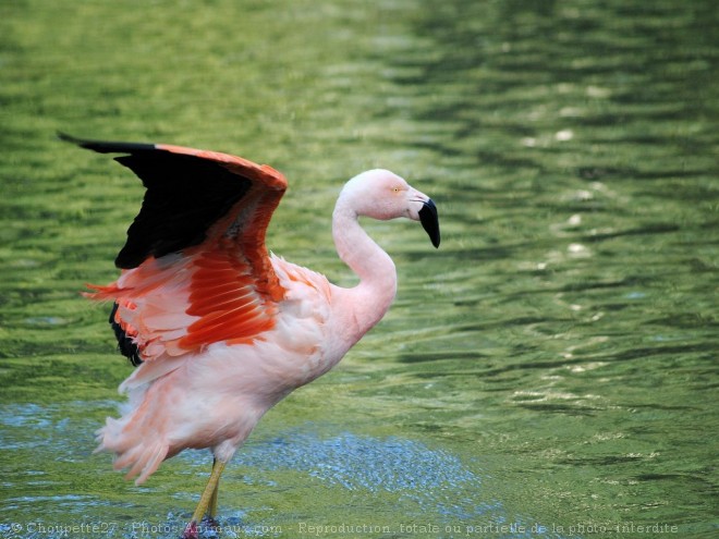 Photo de Flamand rose