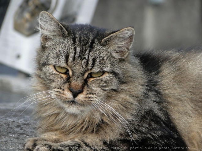 Photo de Chat domestique