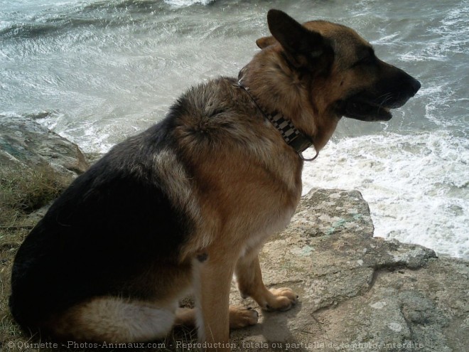 Photo de Berger allemand  poil court