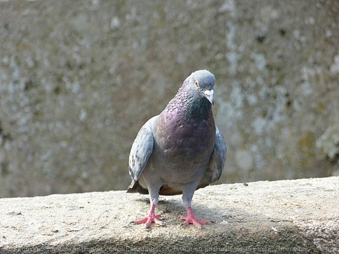 Photo de Pigeon