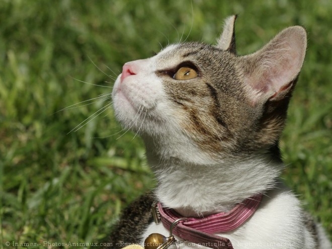 Photo de Chat domestique