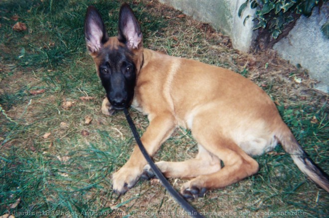 Photo de Berger belge malinois