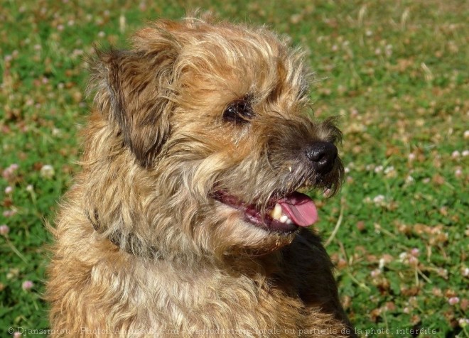 Photo de Border terrier