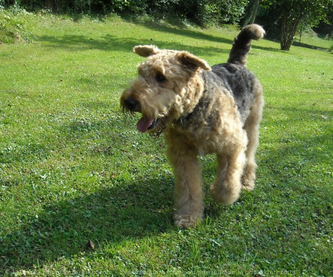 Photo d'Airedale terrier